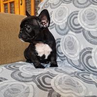 Bulldog francese