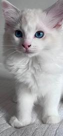 Ragdoll