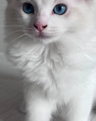 Ragdoll