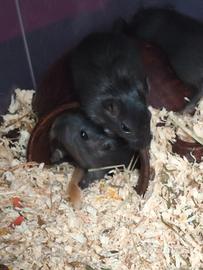 Gerbilli cuccioli