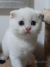 Scottish fold