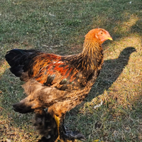 Galli e Galline Brahma