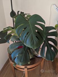talea monstera