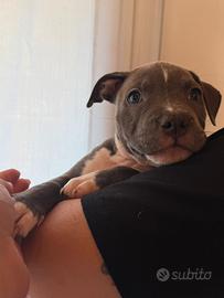 Femmina di amstaff