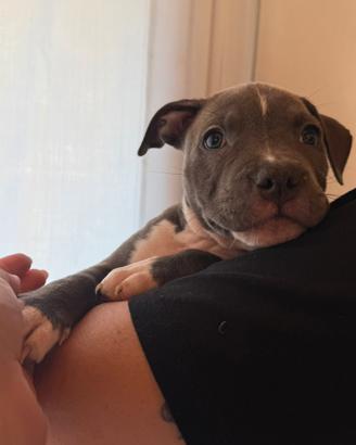 Femmina di amstaff