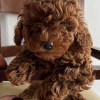 Barboncina Toy piccola femmina Red