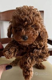 Barboncina Toy piccola femmina Red