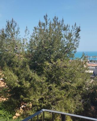 APPARTAMENTO GRANDE E LUMINOSO - Porto Sant'Elp...