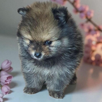 Spitz pomerania nani