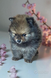 Spitz pomerania nani