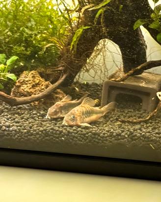 Corydoras aneus, crossochelius siamensis,anubias