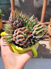 Haworthia