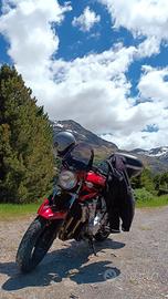 splendida Suzuki bandit 650