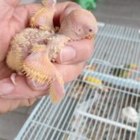 Pappagalli Inseparabili