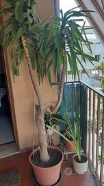 Yucca palma da terrazzo