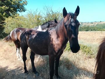 Puledro