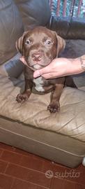 Cuccioli American Pitbull Red Nose - 2M+2F