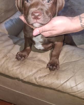 Cuccioli American Pitbull Red Nose - 2M+2F