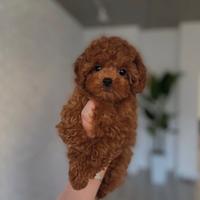 Cuccioli barboncini red toy