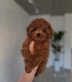 Cuccioli barboncini red toy