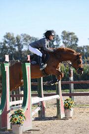 Pony 148cm per salto ostacoli e scuola