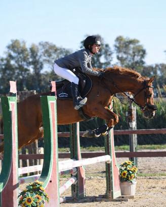 Pony 148cm per salto ostacoli e scuola