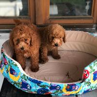 Cuccioli barboncini toy M e F