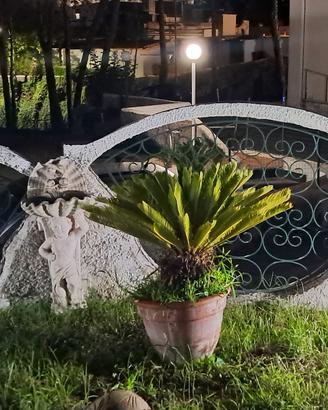 pianta cigass 