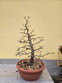 Carpini prebonsai