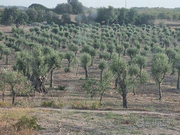Terreno Oliveto
