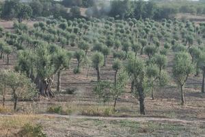 Terreno Oliveto