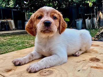 Cucciolo Breton