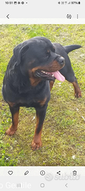 Rottweiler