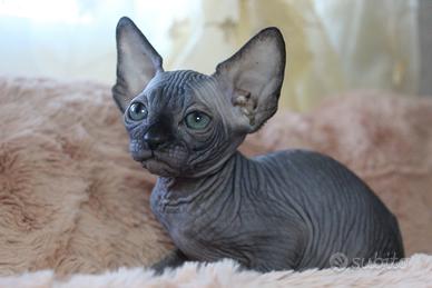 Cuccioli sphynx