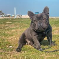 Bulldog francese monta