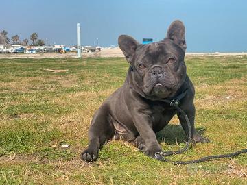 Bulldog francese monta