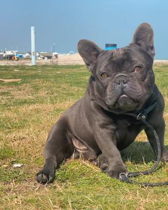 Bulldog francese monta