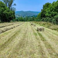 paglia e fieno in ballette
