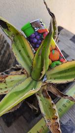 Agave Lophantha cv Quadricolor - Piante Grasse