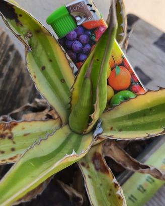 Agave Lophantha cv Quadricolor - Piante Grasse