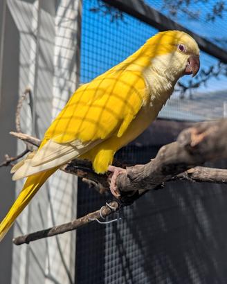 Pappagalli parlanti affettuosi