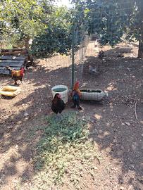polli e galline 