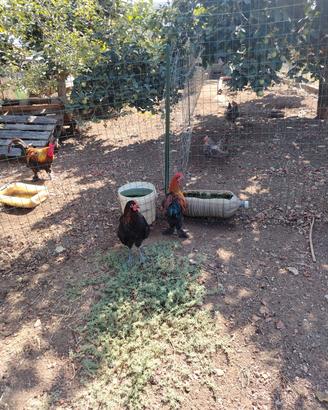 polli e galline 