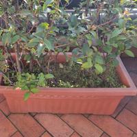 vasi in plastica con terra da ritirare al 4 piano