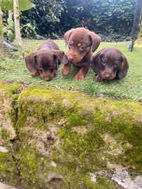Bassotti Nani Cioccolato cuccioli