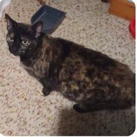 Femmina 2 anni circa