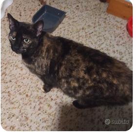 Femmina 2 anni circa