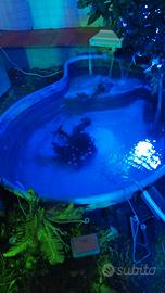 laghetto ornamentale  a forma di goccia