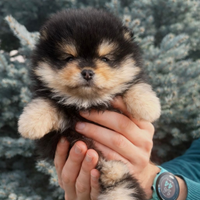 Spitz tedesco nano.pomerania