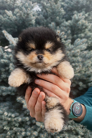 Spitz tedesco nano.pomerania